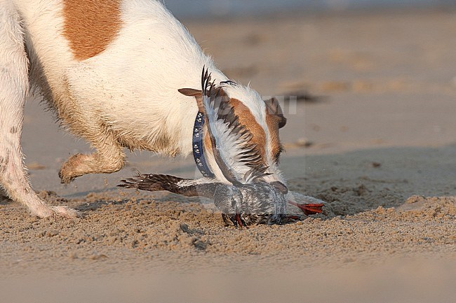 Zwarte Zeekoet wordt aangevallen door hond op strand; Black Guillemot attacked by dog at beach stock-image by Agami/Harvey van Diek,