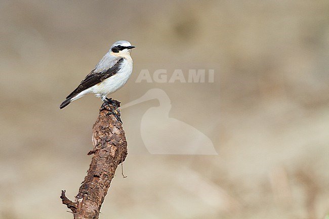 Tapuit, Northern Wheatear, Oenanthe oenanthe, 2cy male perched on branch in sun stock-image by Agami/Menno van Duijn,