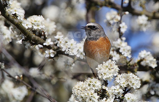 Singing male Common Redstart (Phoenicurus phoenicurus) from a blossoming tree at Langstrup in Denmark. stock-image by Agami/Helge Sorensen,