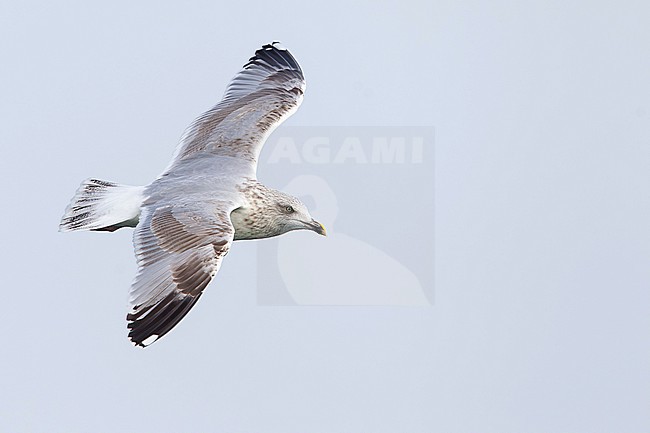 third calendar year or immature european herring gull (larus argentatus) in flight from side, found offshore in the German Bight in the North Sea stock-image by Agami/Mathias Putze,