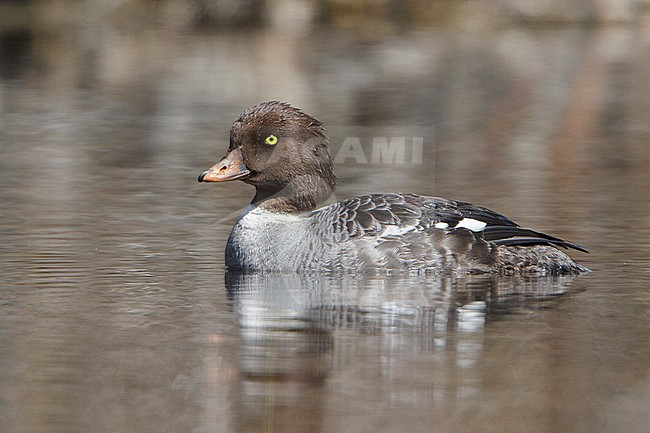 Barrow's Goldeneye (Bucephala islandica) swimming on a pond in the Okanagan Valley, BC, Canada. stock-image by Agami/Glenn Bartley,