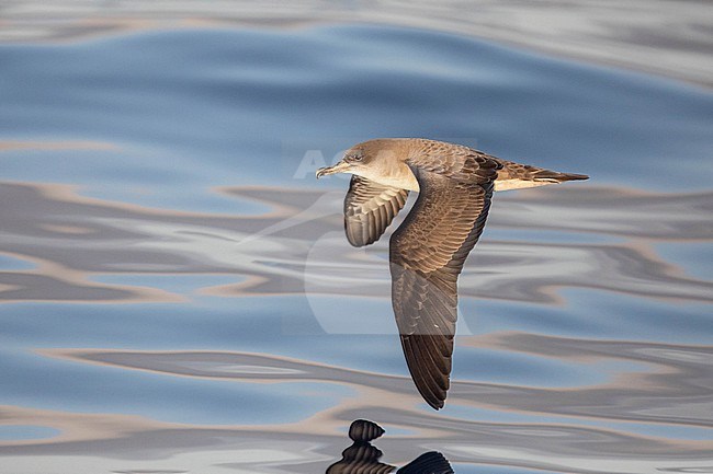 Cape Verde shearwater (Calonectris edwardsii), flying over the sea, with the sea as background, in Cape Verde. stock-image by Agami/Sylvain Reyt,