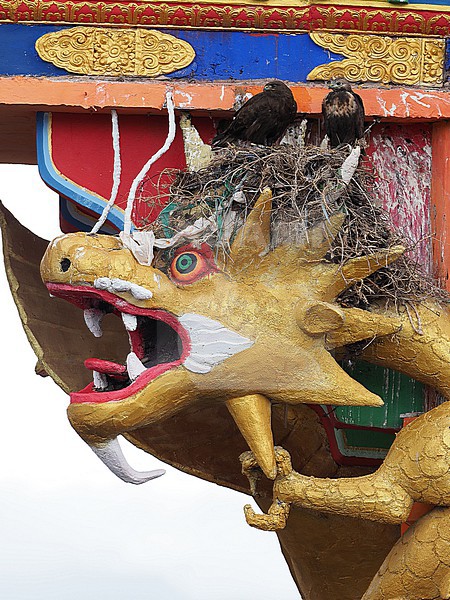 Nest of Upland Buzzard, Buteo hemilasius, on Buddhist temple on Tibetan plateau, Qinghai, China. stock-image by Agami/James Eaton,