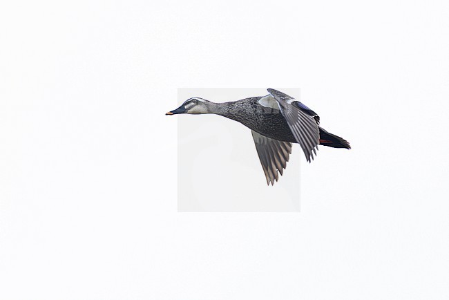 adult male Eastern Spot-billed Duck or Chinese Spot-billed Duck (Anas zonorhyncha) in flight, found in Choibalsan in Dornod Aimag in Mongolia stock-image by Agami/Mathias Putze,