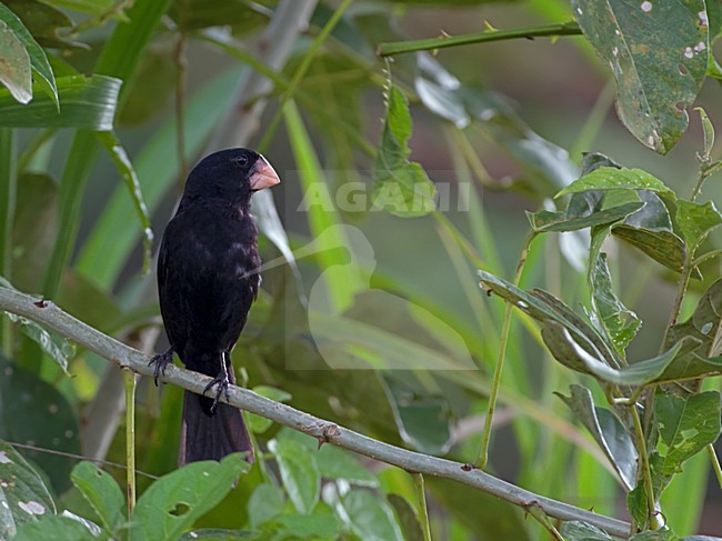 Male Nicaraguan Seed-Finch (Sporophila nuttingi) perched. stock-image by Agami/Alex Vargas,
