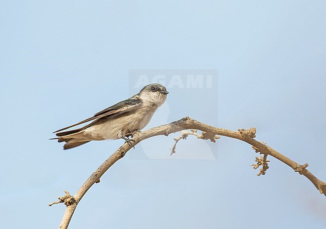 Tumbes Swallow (Tachycineta stolzmanni) in northern Peru. stock-image by Agami/Pete Morris,
