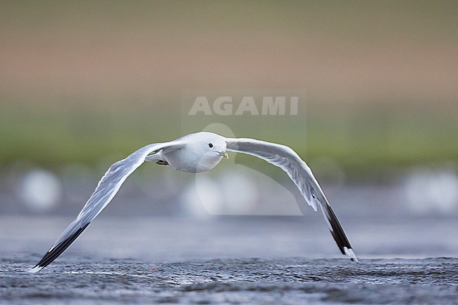 Common Gull - Larus canus canus, Germany, adult in summer plumage. stock-image by Agami/Ralph Martin,
