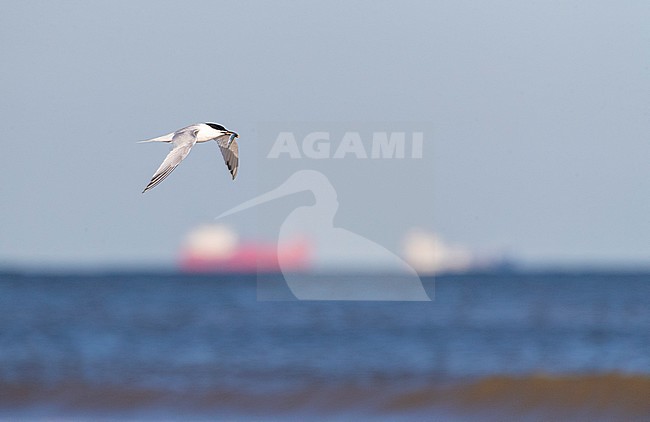 Sandwich Tern (Thalasseus sandvicensis) flying along the coast of Katwijk, Netherlands. Carrying a fish in its beak. Large ships lying in the background. stock-image by Agami/Marc Guyt,
