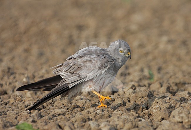 Mannetje Grauwe Kiekendief zittend in akker; Male Montagus Harrier perched in pasture stock-image by Agami/Reint Jakob Schut,