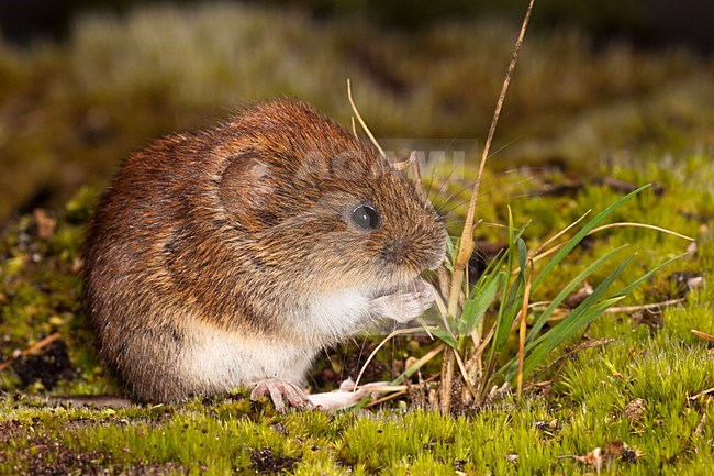 Etende Rosse Woelmuis; Bank Vole eating stock-image by Agami/Theo Douma,