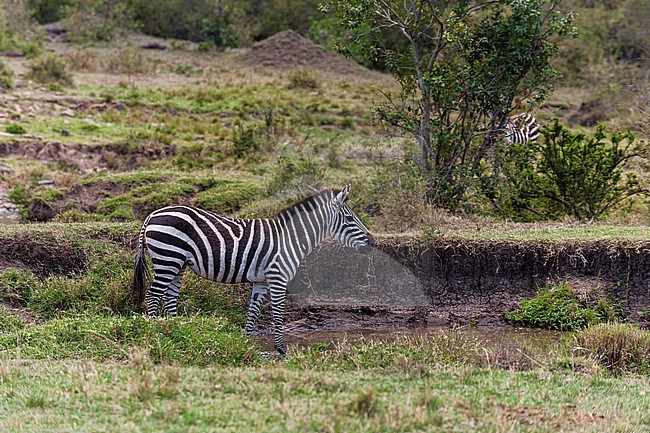 Portrait of a plains zebra, Equus quagga. Masai Mara National Reserve, Kenya. stock-image by Agami/Sergio Pitamitz,