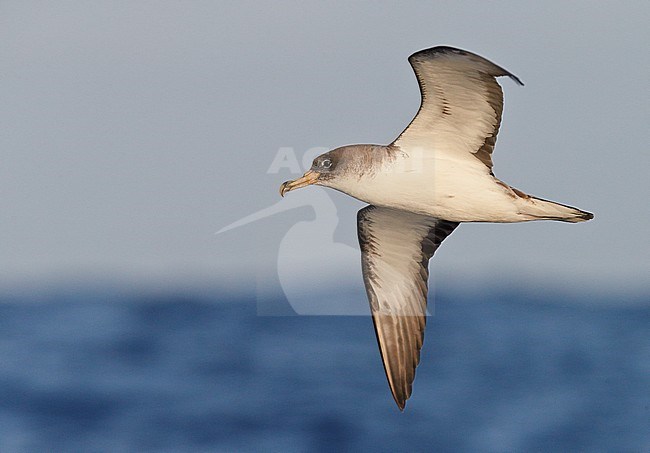 Cory's Shearwater (Calonectris diomedea)Madeira Portugal August 2012 stock-image by Agami/Markus Varesvuo,