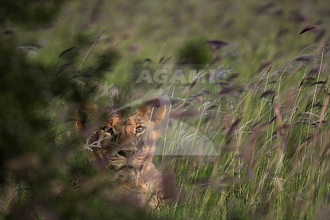 A young lion, Panthera leo, hiding in a field of purple grass. Voi, Tsavo, Kenya stock-image by Agami/Sergio Pitamitz,