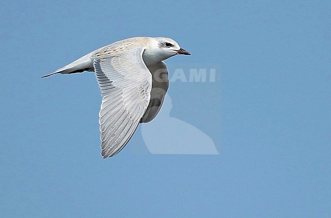 Gull-billed tern (Gelochelidon nilotica) juvenile in flight, seen from the side, showing upper wing. stock-image by Agami/Fred Visscher,