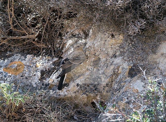 Juvenile Eastern Black-eared Wheatear (Oenanthe hispanica) hiding in the shades under a bush. Greece, Crete stock-image by Agami/Markku Rantala,