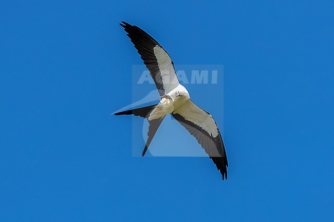 Swallow-tailed Kite (Elanoides forficatus forficatus) flying over Urzelina, Sao Jorge, Azores, Portugal. stock-image by Agami/Vincent Legrand,