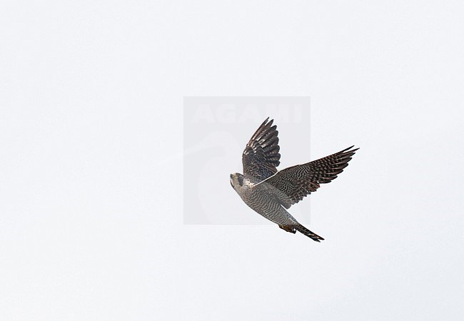 Female, second calendar year Peregrine Falcon (Falco peregrinus) showing upper and underwing. stock-image by Agami/Edwin Winkel,