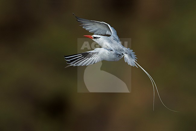 Roodsnavelkeerkringvogel in vlucht, Red-billed Tropicbird in flight stock-image by Agami/Daniele Occhiato,