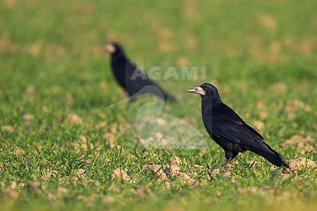 Roek, Rook, Corvus frugilegus ssp. frugilegus, Germany, adult stock-image by Agami/Ralph Martin,