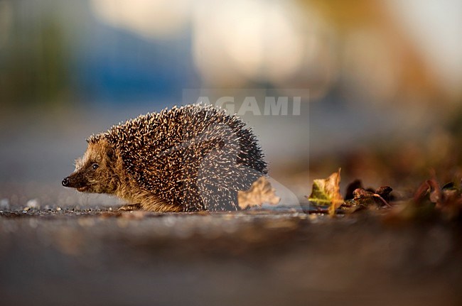 Europese Egel, European Hedgehog stock-image by Agami/Marten van Dijl,