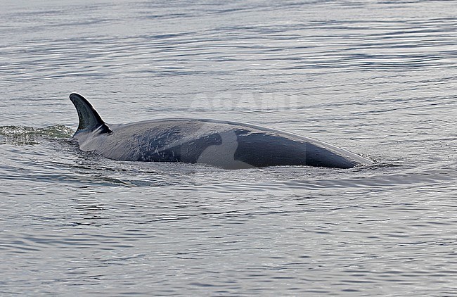 Minke Whale (Balaenoptera acutorostrata) near Spitsbergen stock-image by Agami/Pete Morris,