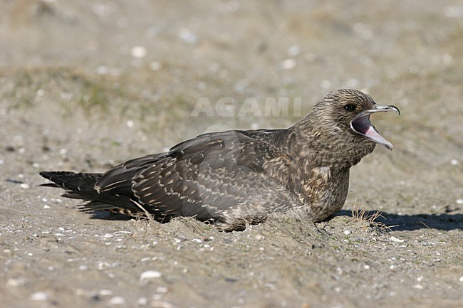 Arctic Skua perched; Kleine Jager zittend stock-image by Agami/Chris van Rijswijk,