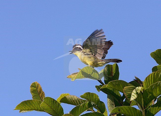 Three-striped Flycatcher (Conopias trivirgatus) perched in a tree. stock-image by Agami/Andy & Gill Swash ,