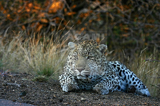 Luipaard liggend, Leopard laying stock-image by Agami/Bas Haasnoot,