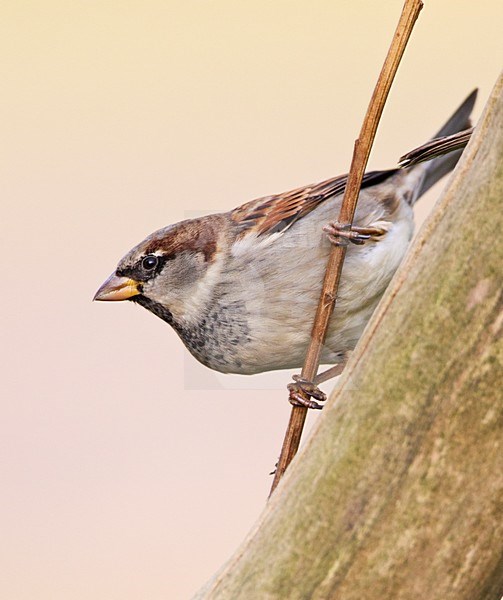 Mannetje Huismus zittend op tak; Male House Sparrow perched on branch stock-image by Agami/Roy de Haas,