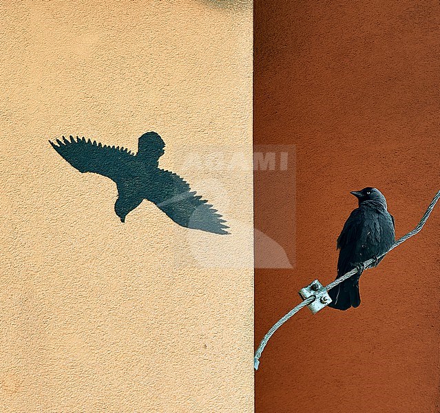Western Jackdaw (Coloeus monedula) looking at deterring silhouette in Czechia, Commended in Bird Photographer of the Year 2023 stock-image by Agami/Tomas Grim,