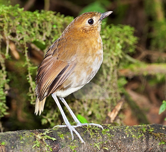 Caldasmierpitta, Brown-banded Antpitta, Grallaria milleri stock-image by Agami/Marc Guyt,