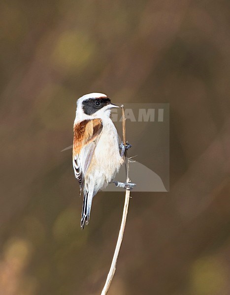 Buidelmees, Penduline Tit, Remiz pendulinus stock-image by Agami/Marc Guyt,