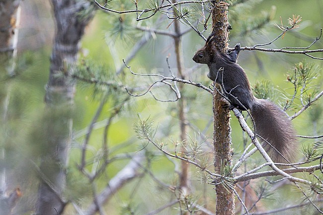 Adult Eastern Red Squirrel (Sciurus vulgaris fusconigricans) in Russia (Baikal). stock-image by Agami/Ralph Martin,
