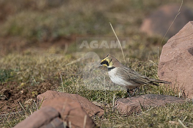 Adult male Horned Lark or Shore Lark (Eremophila alpestris, ssp. atlas) at Oukaimeden in High Atlas  stock-image by Agami/Mathias Putze,