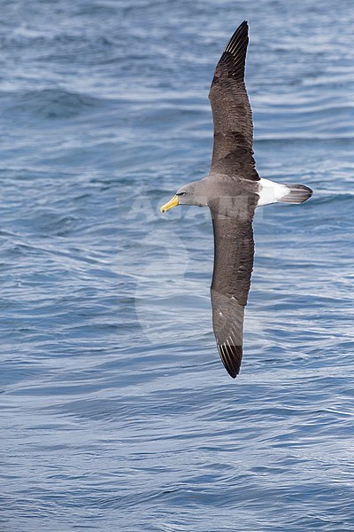 Chatham Albatross (Thalassarche eremita) at sea off the Chatham Islands in New Zealand. Adult banking left, showing upper wings. stock-image by Agami/Marc Guyt,