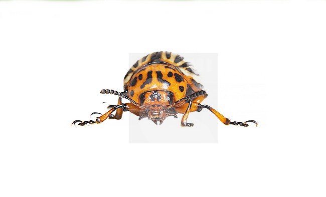 Colorado Beetle, Leptinotarsa decemlineata stock-image by Agami/Wil Leurs,