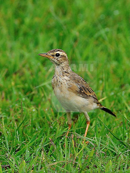 Veldpieper in veld; Paddyfield Pipit in field stock-image by Agami/Alex Vargas,