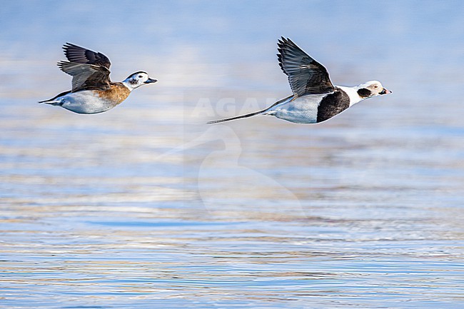  stock-image by Agami/Menno van Duijn,