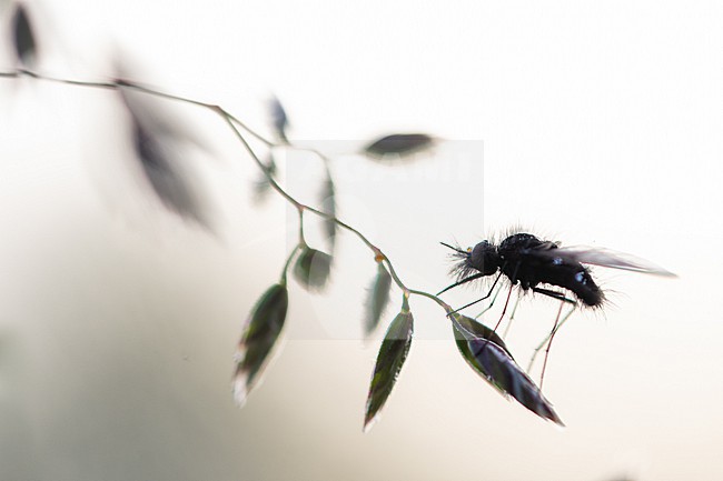 Bombylella atra - Schwarzer Wollschweber, France (Alsace), imago, male stock-image by Agami/Ralph Martin,