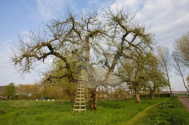 Fruitbomen in de Betuwe; Orchards in the Betuwe stock-image by Agami/Marc Guyt,