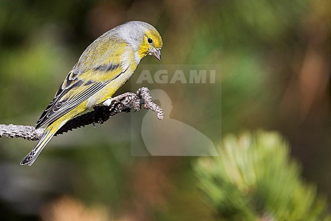 Adult male Citril Finch (Carduelis citrinella) perched on pine twig in Switzerland. Looking down for possible danger. stock-image by Agami/Ralph Martin,