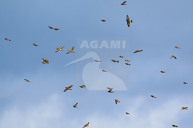 Mixed migratory flock of the Brambling (Fringilla montifringilla) and the European Goldfinch (Carduelis carduelis) flying against a blue sky as a background in Czech Republic stock-image by Agami/Tomas Grim,