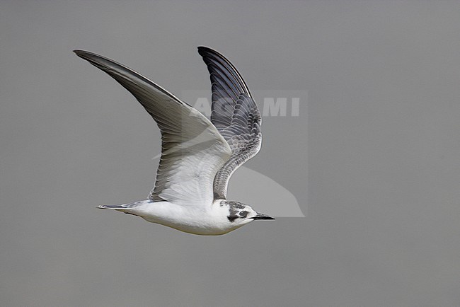  stock-image by Agami/Mike Danzenbaker,