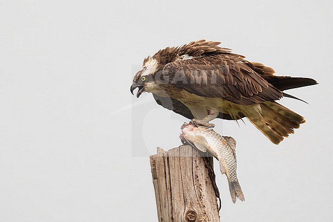 Osprey with a fish prey stock-image by Agami/Han Bouwmeester,