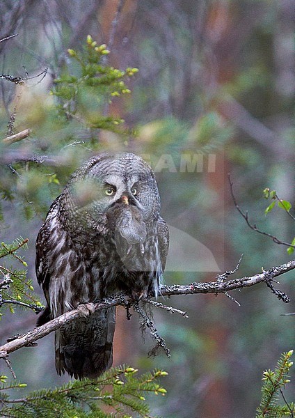 Great Grey Owl (Strix nebulosa) with its prey, a Wood Lemming (Myopus schisticolor), in taiga forest in Finland. stock-image by Agami/Markus Varesvuo,
