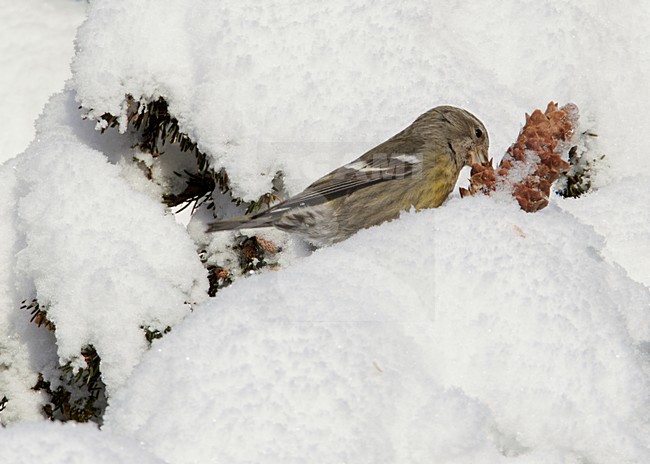 Witbandkruisbek foeragerend in besneeuwe naaldboom, Two-barred Crossbill foraging in snow covered pinetree stock-image by Agami/Markus Varesvuo,
