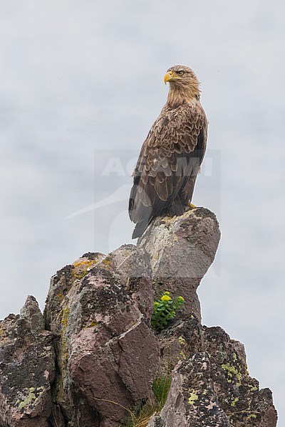 White-tailed Eagle (Haliaeetus albicilla), adult perched on a rock, Hamningberg, Finnmark, Norway stock-image by Agami/Saverio Gatto,