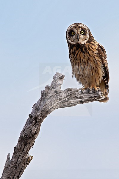Short-eared Owl (Asio flammeus) perched in a tree on Hawaii, USA stock-image by Agami/Dubi Shapiro,