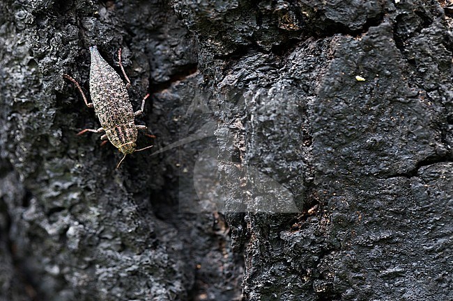 Dicerca furcata - Großer Birken-Prachtkäfer, Russia (Baikal), imago stock-image by Agami/Ralph Martin,