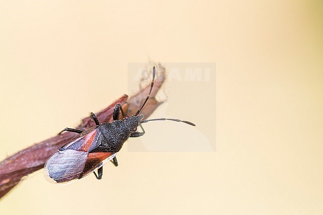 Oxycarenus lavaterae - Lime seed bug - Lindenwanze, Germany (Baden-Württemberg), imago stock-image by Agami/Ralph Martin,